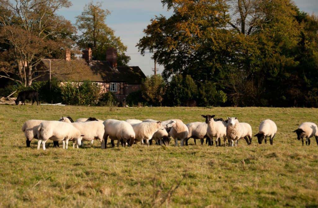 Fordhall Organic Farm sheep
