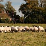 Fordhall Organic Farm sheep