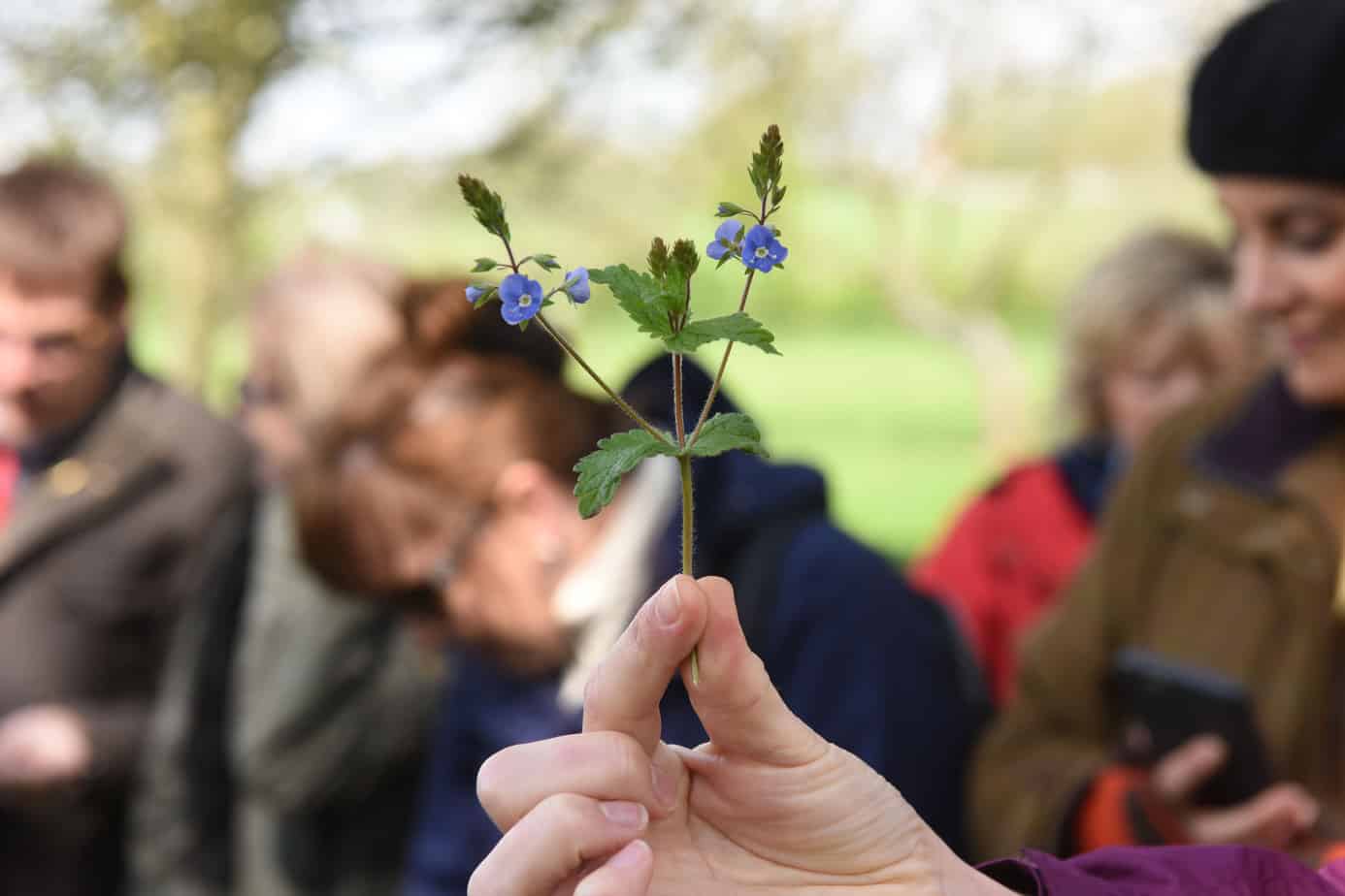 Spring Foragings – Meander & Meal