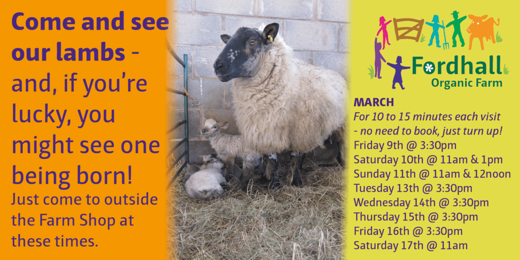 Come and See Our Lambs @ Fordhall Farm