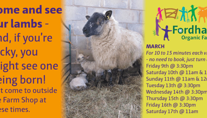 Come and See Our Lambs @ Fordhall Farm