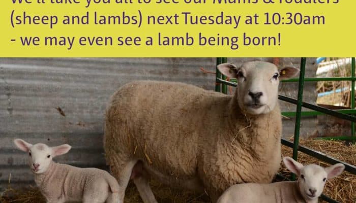 P&T Lambing