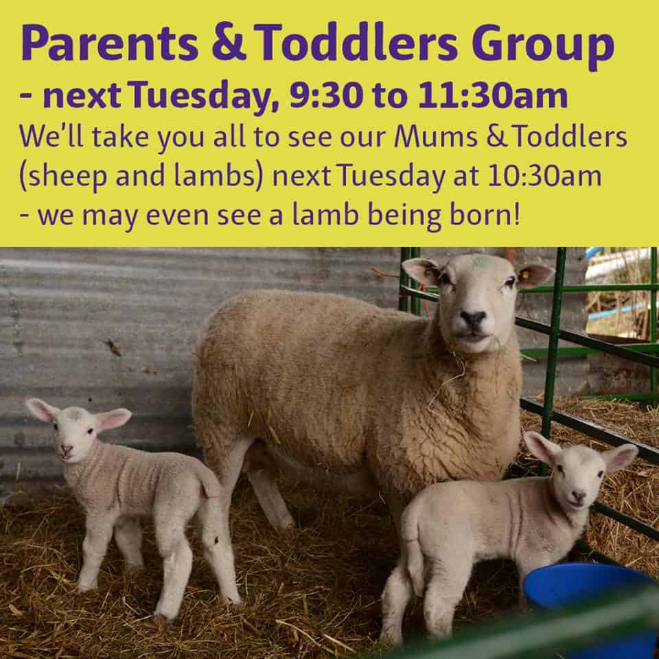 P&T Lambing