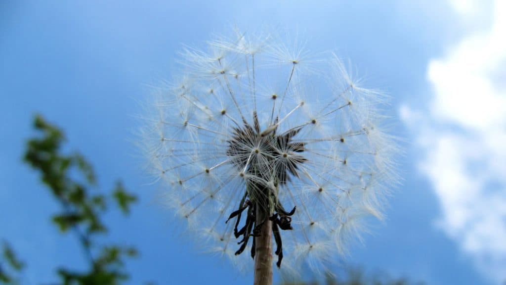 Dandelion at fordhall organic farm