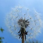 Dandelion at fordhall organic farm
