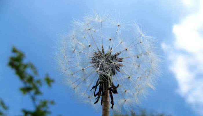 Dandelion at fordhall organic farm