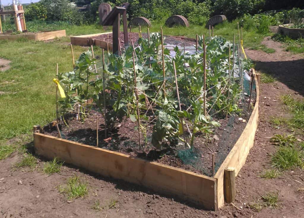 Vegetable patch organic farming fordhall farm