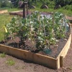 Vegetable patch organic farming fordhall farm