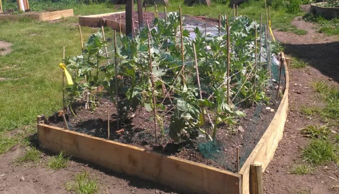Vegetable patch organic farming fordhall farm