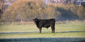 Your Farming Future - Fordhall Farm Tour @ Fordhall Organic Farm | Tern Hill | England | United Kingdom